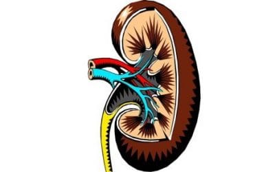 16 ciekawostek o nerkach