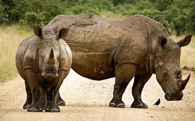 18 ciekawostek o nosorożcach