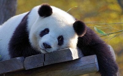 19 ciekawostek o pandzie wielkiej