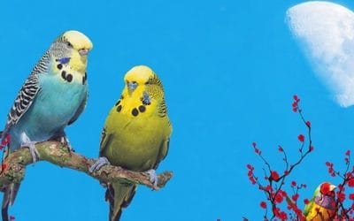 9 ciekawostek o papugach