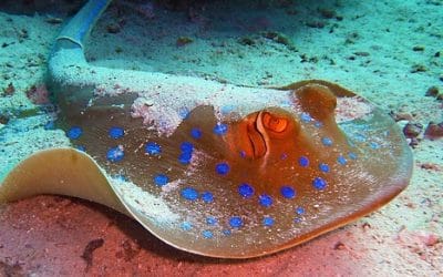 10 ciekawostek o płaszczkach