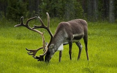14 ciekawostek o reniferach