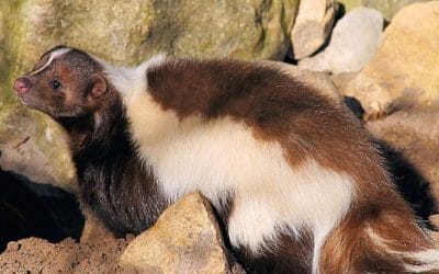 11 ciekawostek o skunksie