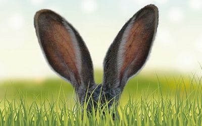 20 ciekawostek o uszach