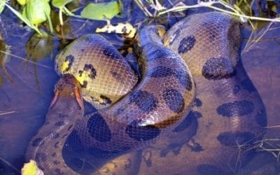 20 ciekawostek o anakondzie olbrzymiej