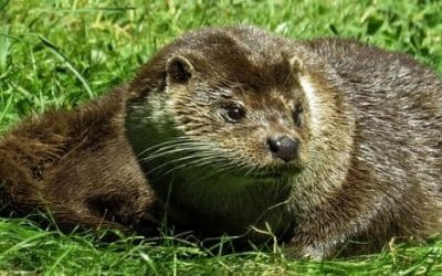 8 ciekawostek o wydrach