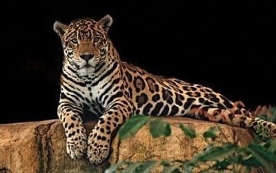 11 ciekawostek o jaguarach