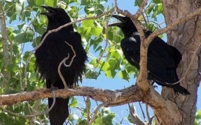 14 ciekawostek o krukach