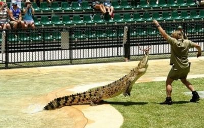 Steve Irwin ciekawostki