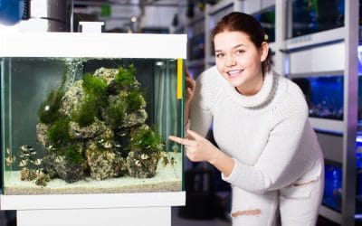 Akwarystyka – porady dla początkujących