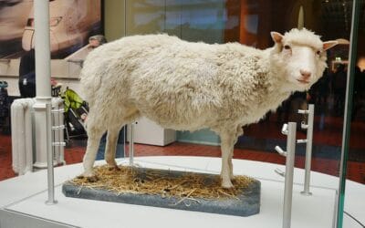 8 ciekawostek o owieczce Dolly