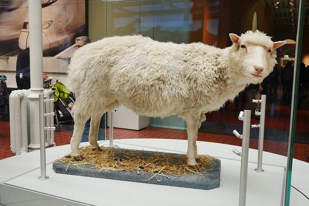 Owieczka Dolly
