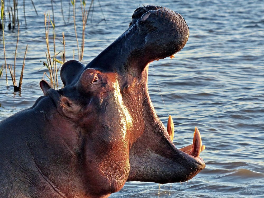 hipopotam ciekawostki zwierzeta