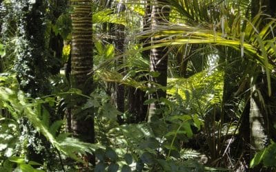 14 ciekawostek o Amazonii