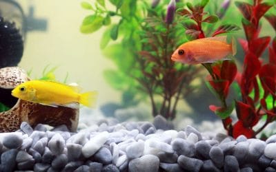 Odmulacz do akwarium – sprawdź, co musisz o nim wiedzieć!