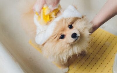 Jak przekonać psa do wizyty w salonie fryzjerskim?