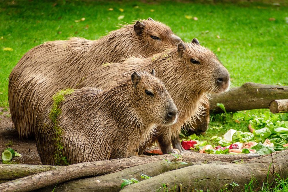 Kapibara ciekawostki
