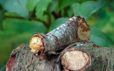 9 ciekawostek o mimikrze