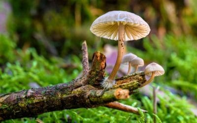 10 ciekawostek o grzybach