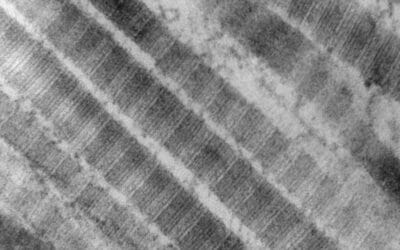 10 ciekawostek o kolagenie