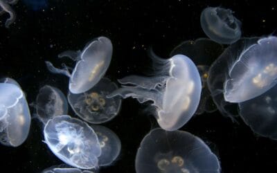 15 ciekawostek o meduzach