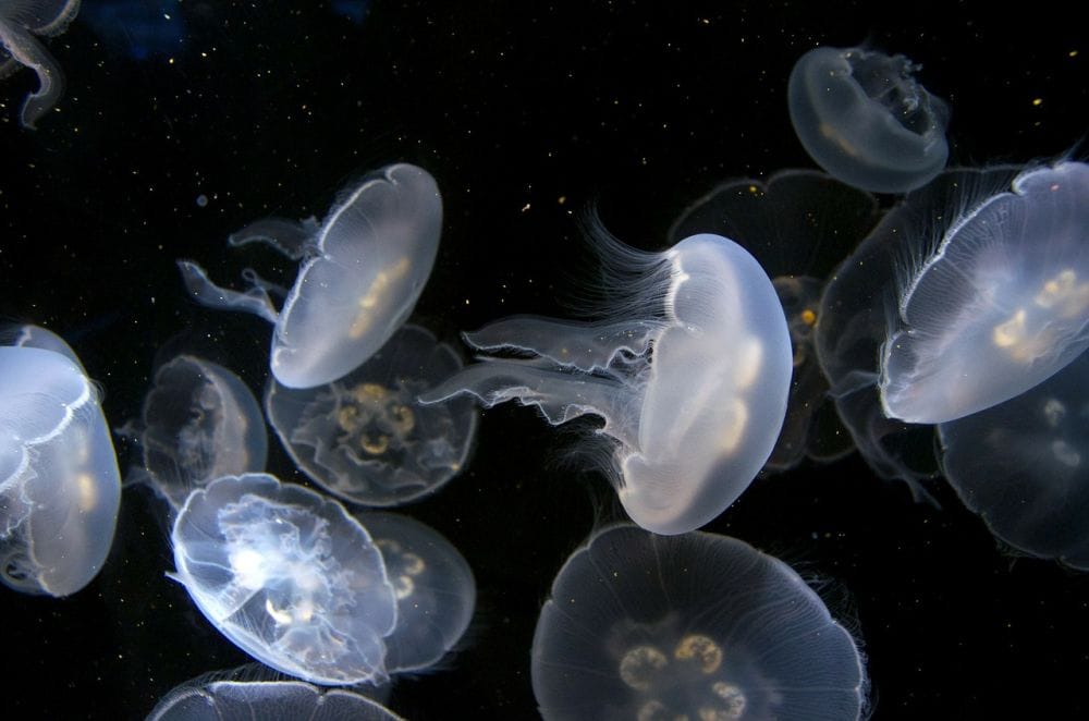 meduza