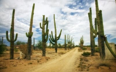 10 ciekawostek o kaktusie