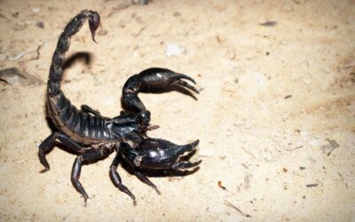 Skorpion ciekawostki