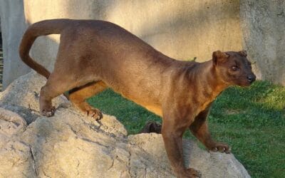 10 ciekawostek o fossie madagaskarskiej