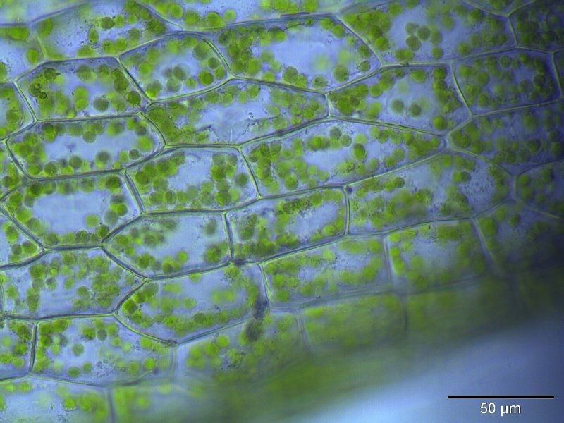 Komórka roślinna ciekawostki
