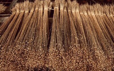 10 ciekawostek o lnie