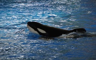 10 ciekawostek o orkach