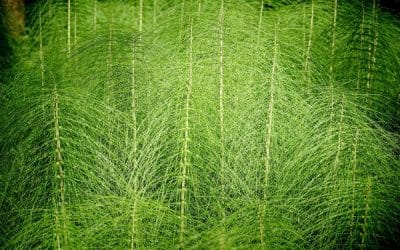 10 ciekawostek o skrzypie polnym