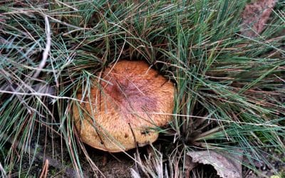 9 ciekawostek o maślakach