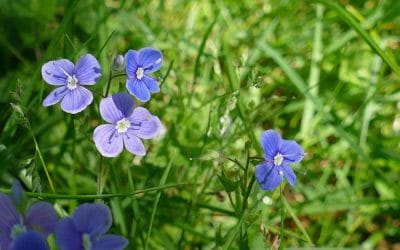 6 ciekawostek o przetaczniku