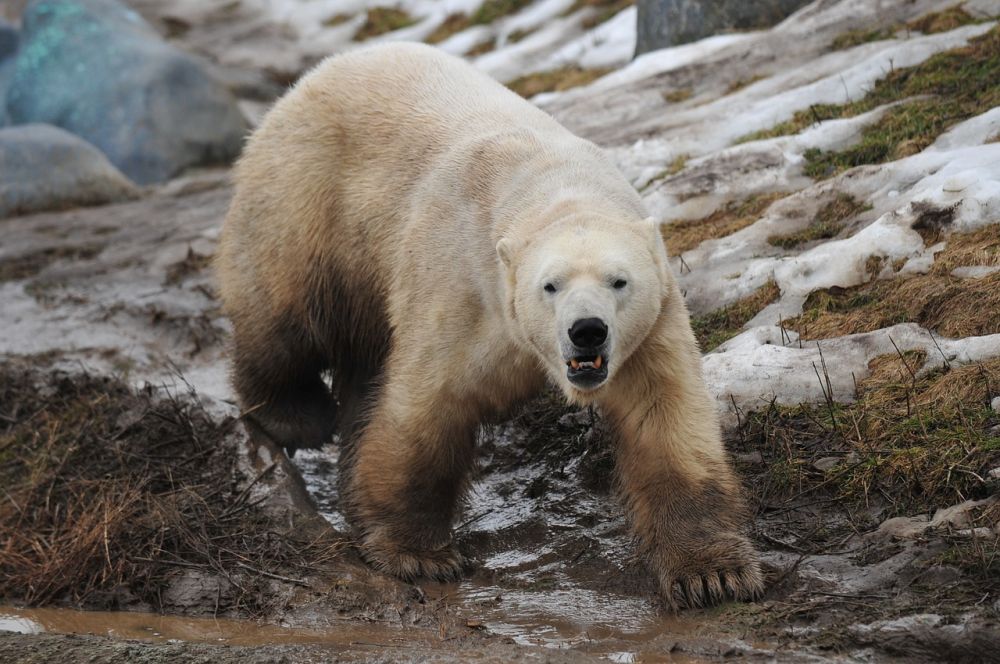 Niedźwiedź polarny ciekawostki – część 2