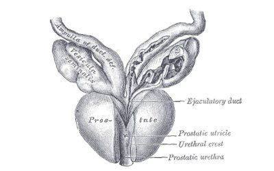 8 ciekawostek o prostacie
