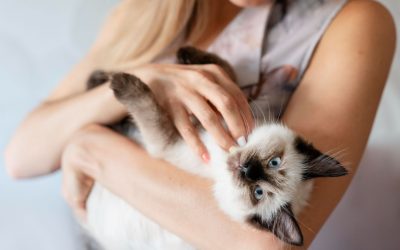 Jakie są skutki sterylizacji lub kastracji dla organizmu kota?