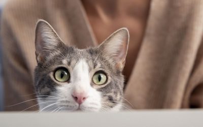 Najczęstsze choroby oczu u kotów – przegląd, specyfika, leczenie