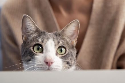 choroby oczu u kotów