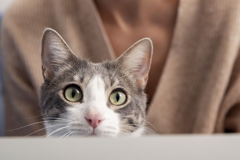 Najczęstsze choroby oczu u kotów – przegląd, specyfika, leczenie