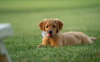 Jaka smycz dla szczeniaka?