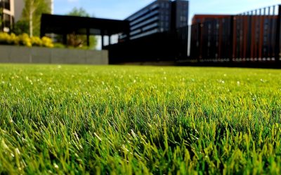 Pielęgnacja trawnika – jak stworzyć efektowną murawę?