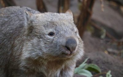 Wombat ciekawostki