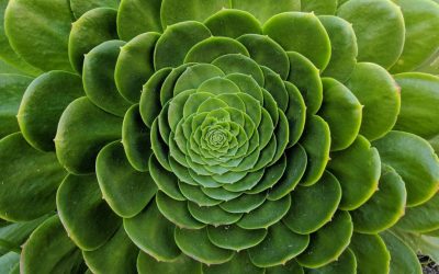 14 ciekawostek o fraktalach