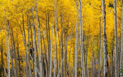 17 ciekawostek o osice