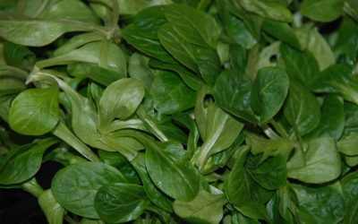 17 ciekawostek o roszponce