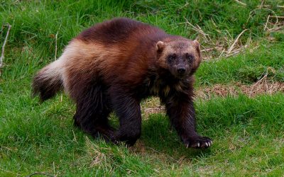 19 ciekawostek o rosomakach