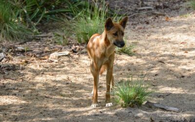 16 ciekawostek o dingo australijskim