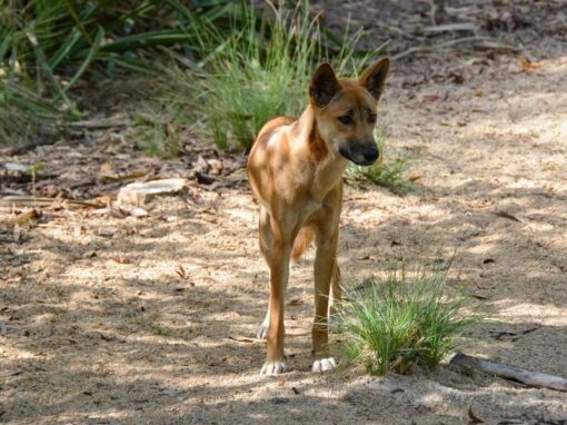 16 ciekawostek o dingo australijskim